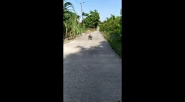 Sprint felinish! Pet cats have a race along road