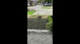 Wild bird divebombs cat but cannot faze the calm feline