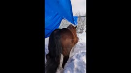 Horse walks through 4ft deep snow blanketing northern Japan
