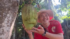 Villagers spooked by alien-faced jackfruit found hanging from tree