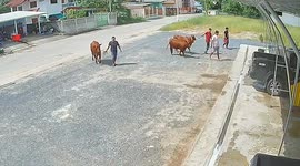 Cows enjoy being sprayed with water at car wash in Thailand