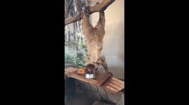 Sloth hangs upside down while drinking water