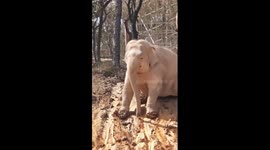 Asian elephant plays on mud