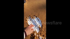Beach in China resembles tiramisu as sand covers layers of snow after rare winter storm