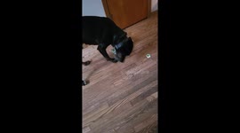Our dog opening his christmas present very carefully on christmas morning