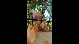 Kitten rescued from barbed wire fence in Myanmar