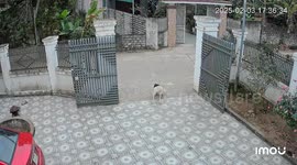 Exclusive- Labrador mother panics as puppy runs into street in Vietnam