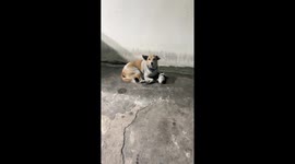 Kind passerby gives a dog a teddy bear to play with