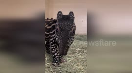 Endangered Malayan Tapir born at zoo in Washington