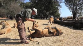 Watch as male lion is given paw pedicure by brave British trainer