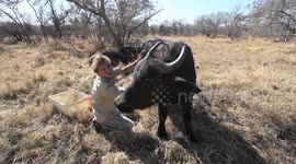 Meet Luke, who is best friends with African Wild Buffalos in South Africa!