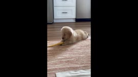Cannoli The Golden Puppy Versus A Carrot