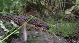 Austria: Rare ‘Little Dragons’ on Display for the First Time at Vienna Zoo