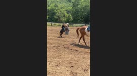 Pony Tries To Buck Young Person Off