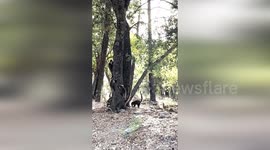 US: Coatis Scavenge and Play Under Oak Trees in Arizona's Chiricahua National Monument