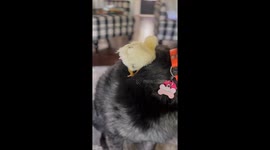 Hatchling Chicken Makes Friends With Dog