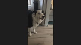 Husky Craves the Snow