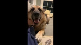 German Shepherd Demands All The Attention