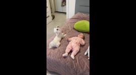 Doggy babysitter howls every time baby cries in Ukraine