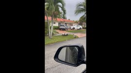 Peacocks Rolling Up to a Goose Fight in the Suburbs