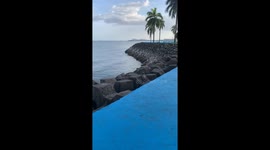 Raccoon Relaxes On Waterside Rocks