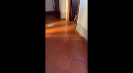 Sneaky Dog Can't Be Seen Until Last Second