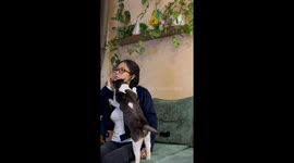 Lovelorned Cat