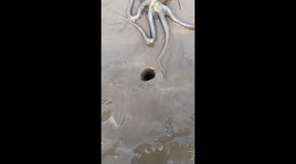 Safe haven: Watch an octopus retreat to its den in China