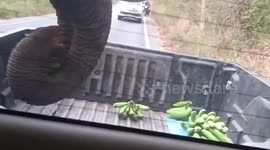 Wild hungry elephant takes banana from the back of pickup truck