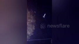 Festival-goers rescue heron trapped in their kite string