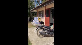 Playful hornbill sits on the back of motorcycle