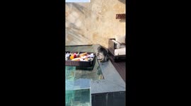 Wild monkey enjoys floating breakfast at luxury villa in Bali