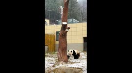 Giant panda showcases tree-climbing skill
