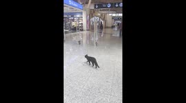 Cat in airport