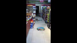 Micat Jackson! Moggy does the moonwalk on shopfloor in China