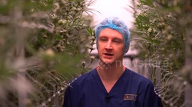 Inside secret £10m medicinal cannabis factory - guarded by ex-soldiers