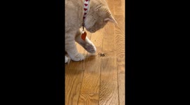 Curious cat plays gently with a spider, showing no interest in hunting it