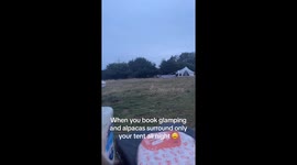 Herd of alpacas gathers around a tent and stays there the entire night