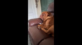 Dog becomes enthralled by TV opera and howls along from the sofa