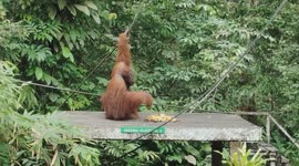 Feeding wild orangutan at Semenggoh wildlife Borneo Malaysia