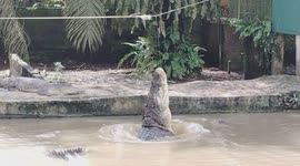 Feeding alligators at crocodile farm in Borneo Malaysia