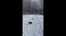Exclusive- Dachshund's joy turns to panic as coyotes howl in Edmonton