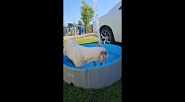 Dog's funny handling of running hose makes owner laugh