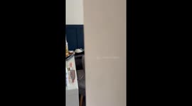 Cat turns to fan after intense heat slows down its momentum