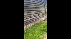 Little rabbit terrifies a group of goats seeking safety in the stable