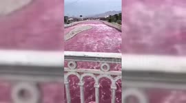 Peru: River Turns Pink in Peru's Capital