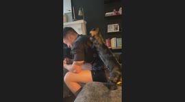 Miniature Dachshund employs comical efforts to get petted by busy human