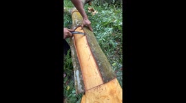 Cinnamon harvesting looks as clean and perfect as if done by a machine