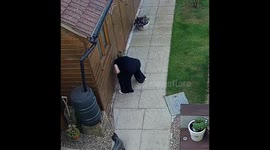 Mouse bites woman as she searches for it under the office floorboard