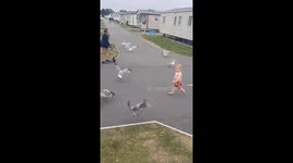 Adorable boy keeps chasing seagulls while they're trying to finish their meal